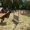 foire-haricots 2011-09-17et18